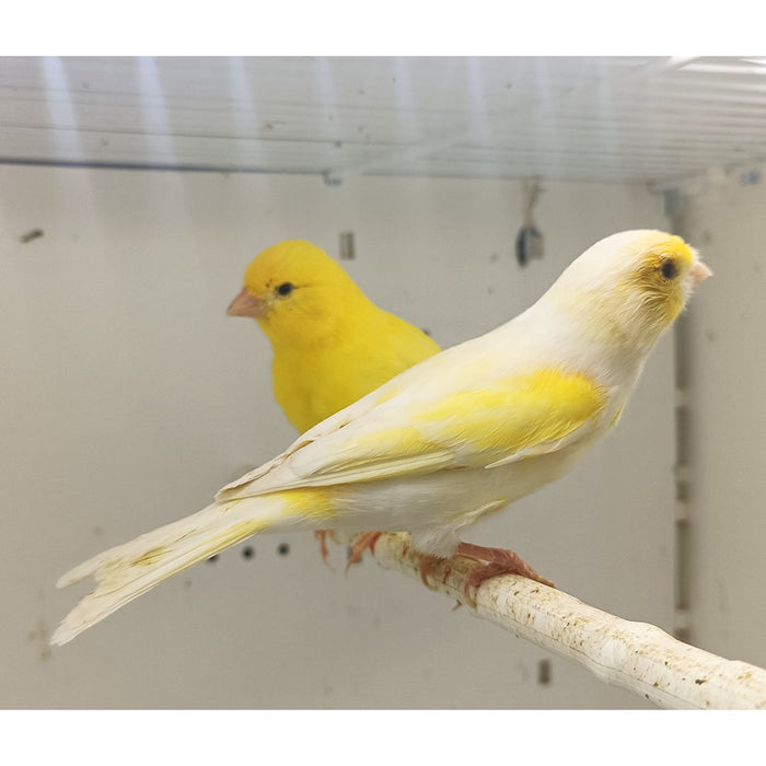 Canary Mosaic White and Yellow - New York Bird Supply