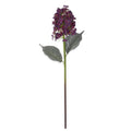 Dark Purple Cone Hydrangea