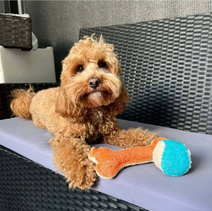 Small brown dog sitting on a chair with a bone-shaped toy next to it