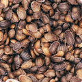 medium mix of dubia roaches