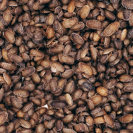 small size mix of dubia roaches