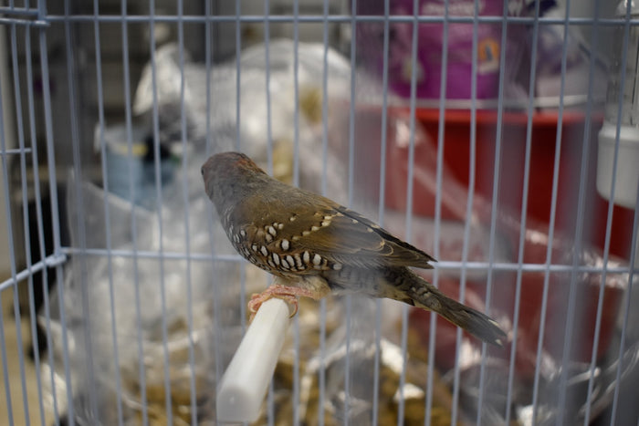 Finch Red Head - New York Bird Supply