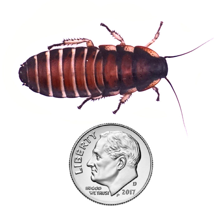 Magagascar Hissing Cockroach Nymph Size 1.25"  Inches