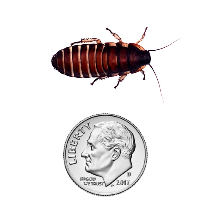 Madagascar Hissing Cockroach Nymph Size 7/8"
